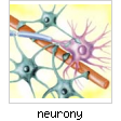 neurony.jpg