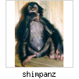shimpanz.jpg